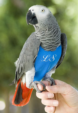A imagem “http://diapersforbirds.com/images/general/bird-clothes-monogram.jpg” contém erros e não pode ser exibida.
