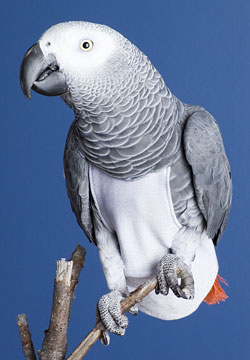 A imagem “http://diapersforbirds.com/images/general/bird-diaper-for-sale.jpg” contém erros e não pode ser exibida.